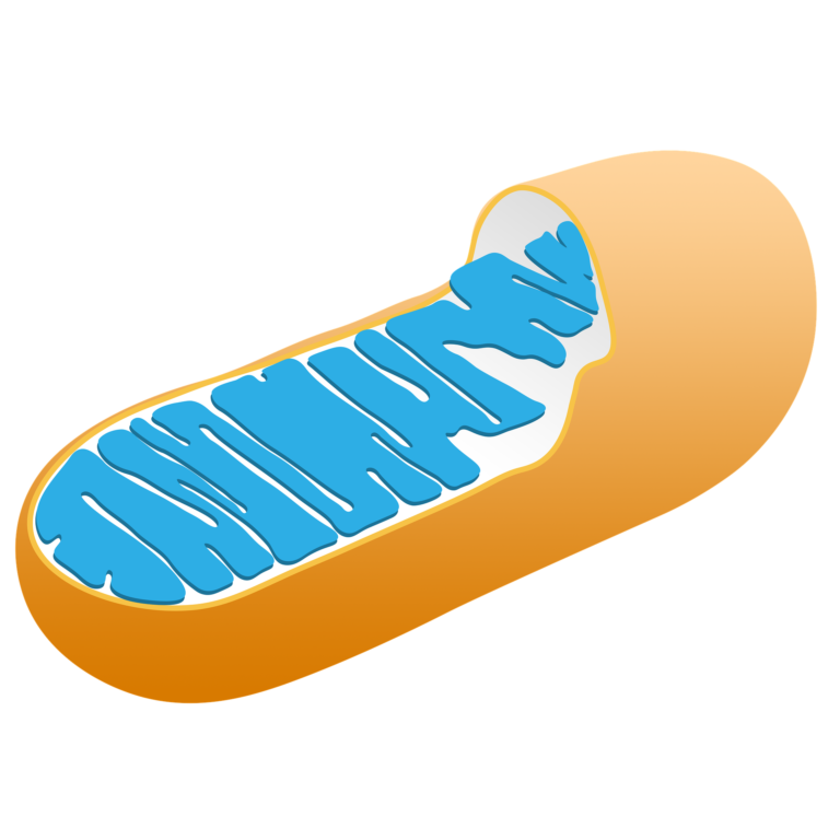 mitochondria and Parkinson's